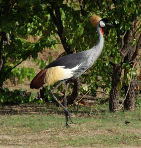 Grey Crowned Crane